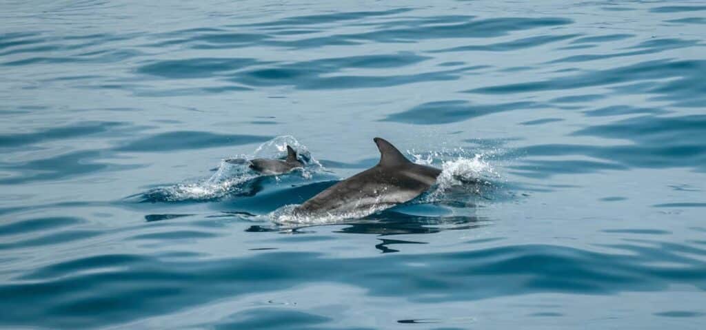 dolphins_07