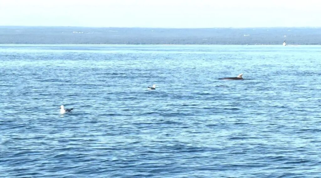dolphins_08