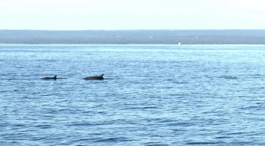 dolphins_10