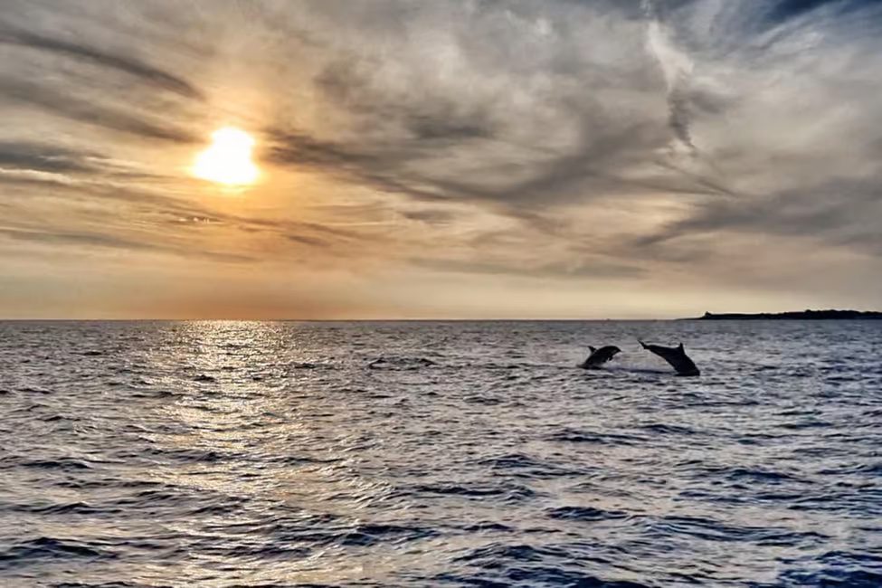 dolphins_11