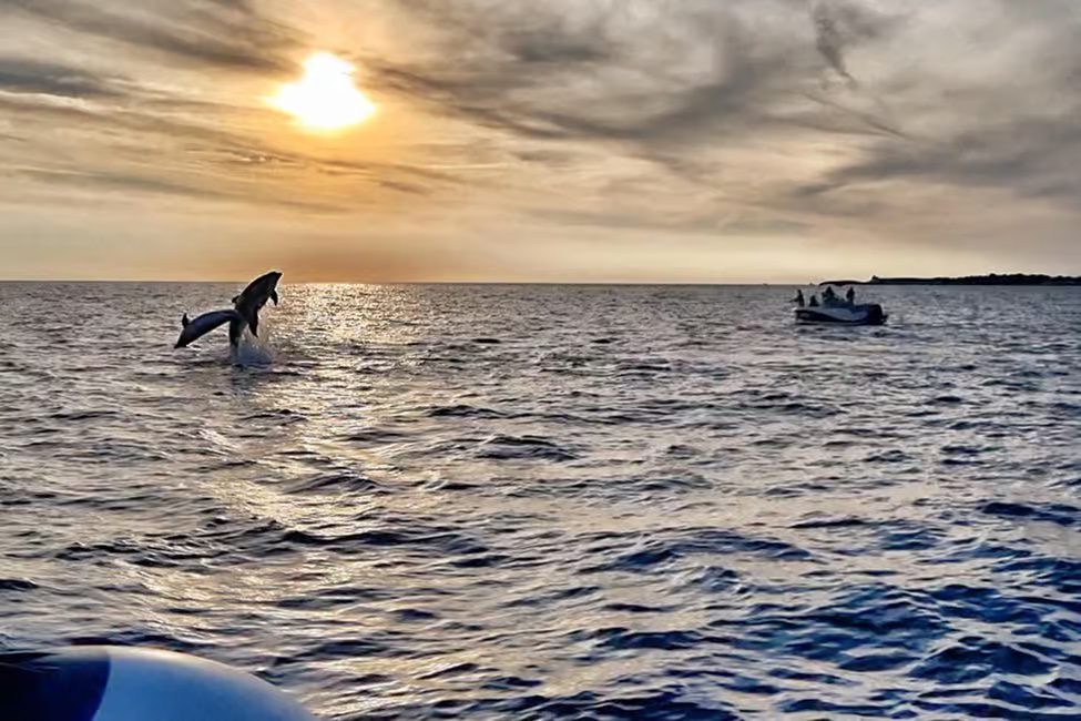 dolphins_12