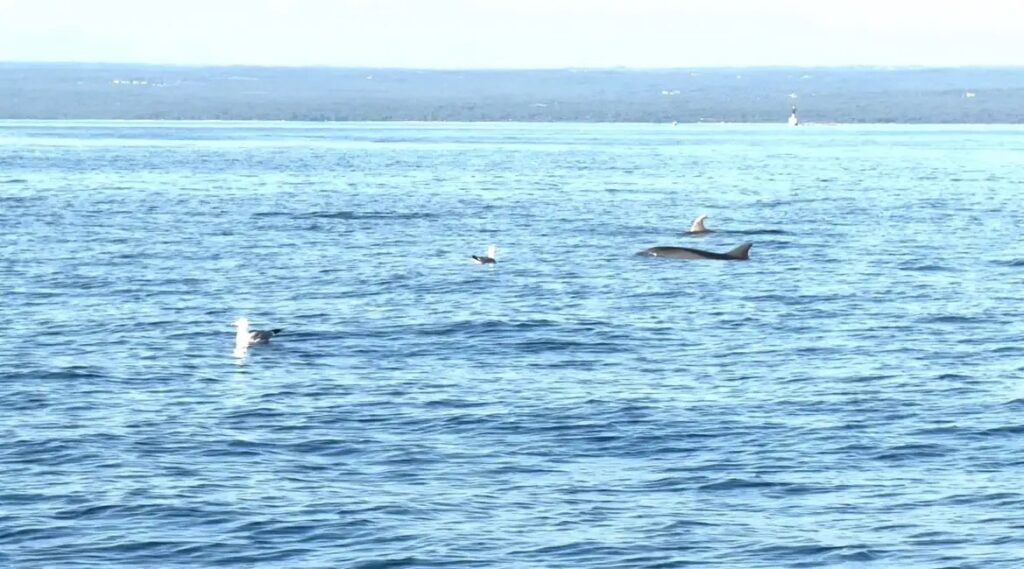 dolphins_13