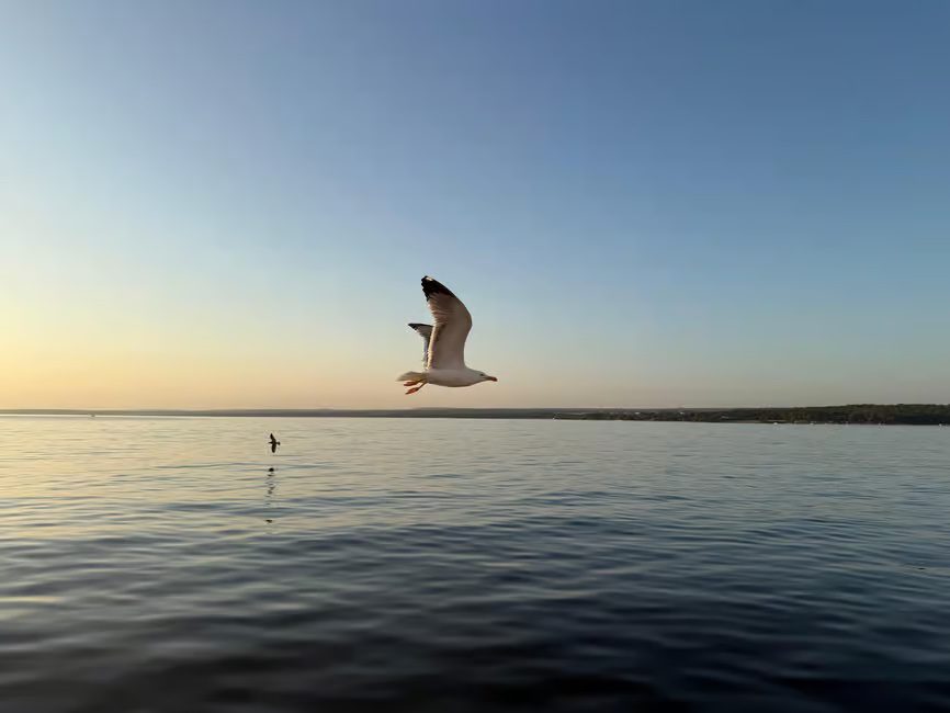 dolphins_15