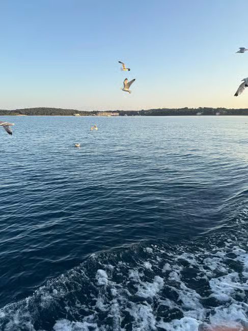 dolphins_16